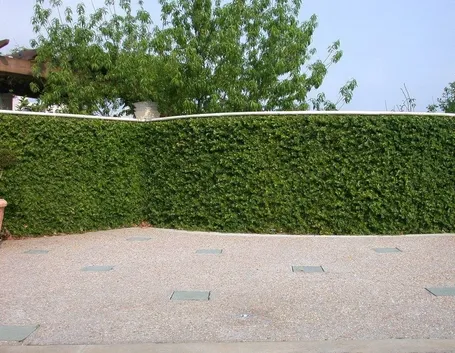 cancello con ficus pumila