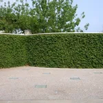 cancello con ficus pumila