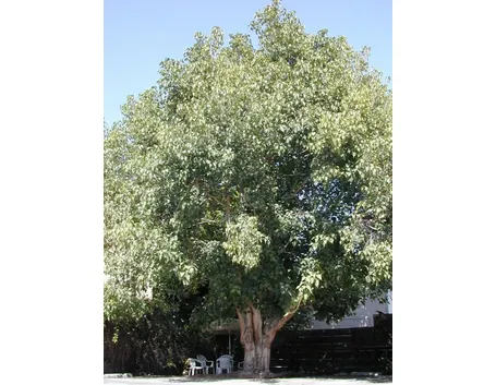 Ficus Religiosa