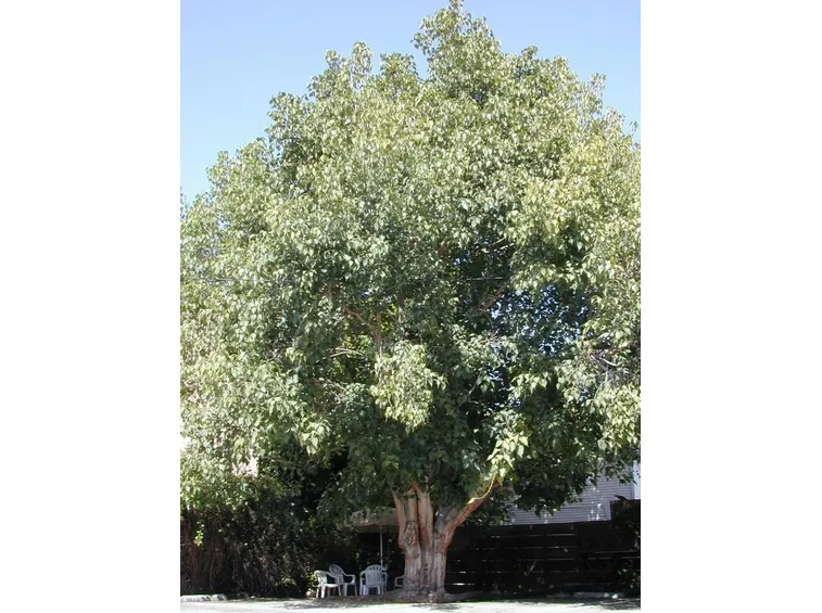 Ficus Religiosa