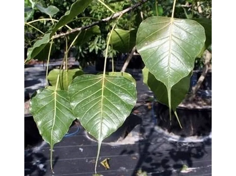 Ficus Religiosa