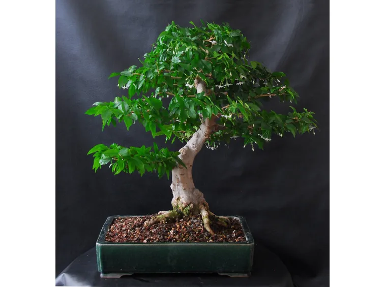 Ficus religiosa