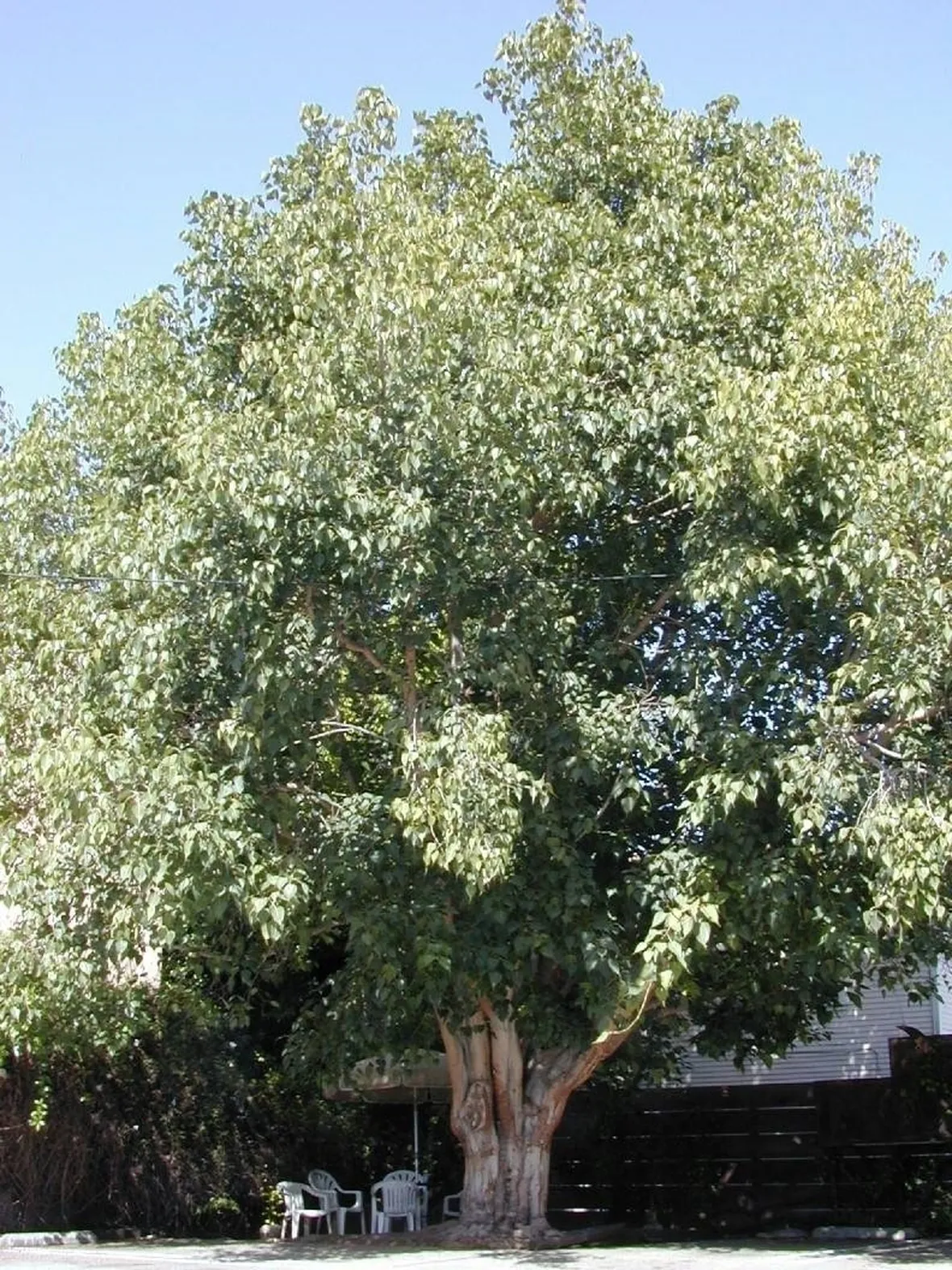 Ficus Religiosa