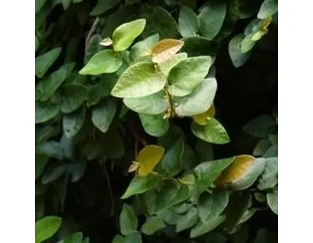 Ficus Repens