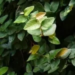 Ficus Repens