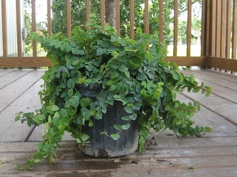 Ficus Repens