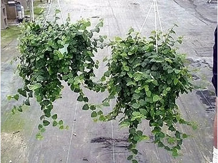 Ficus Repens