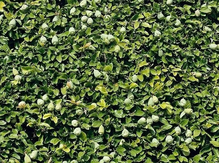Ficus Repens
