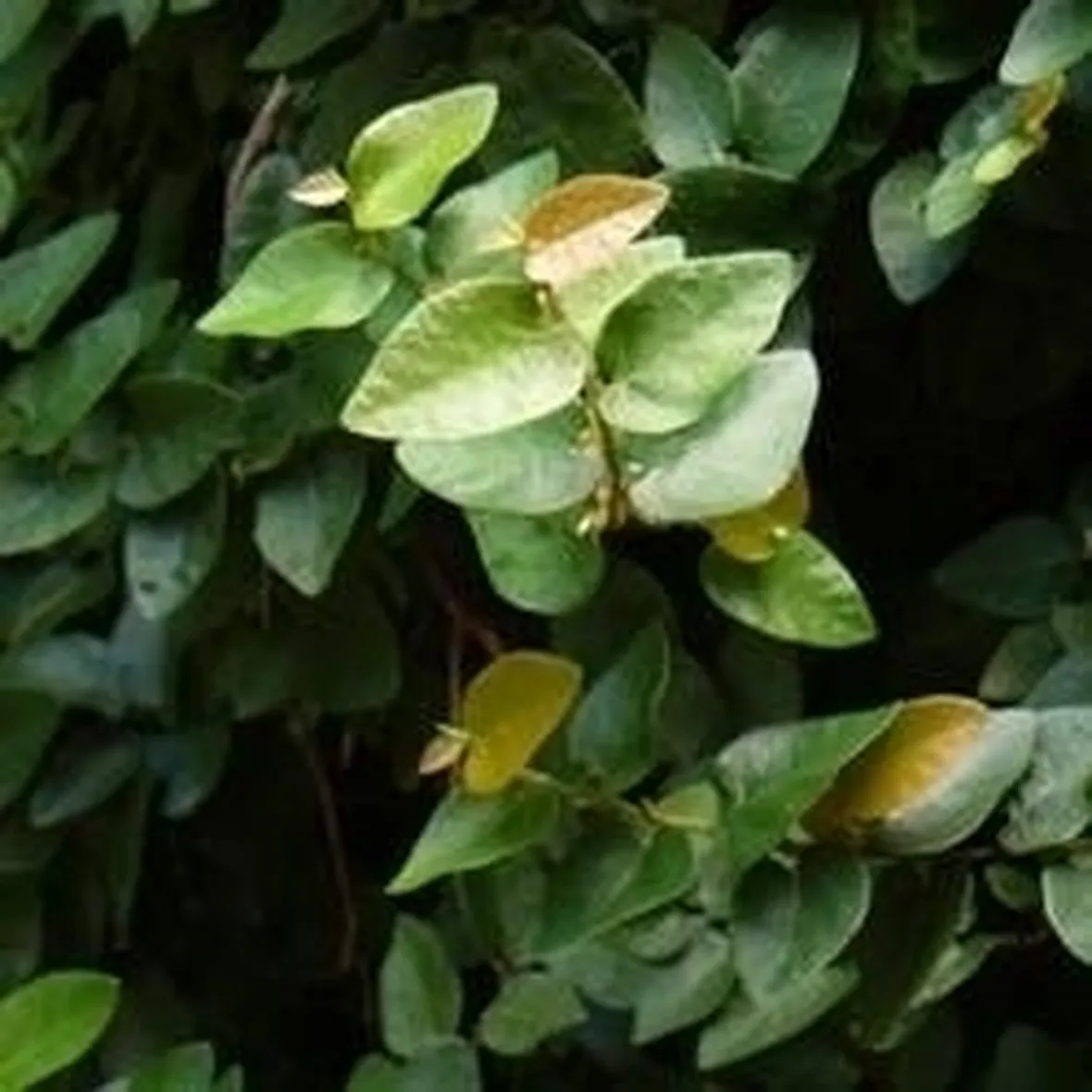 Ficus Repens