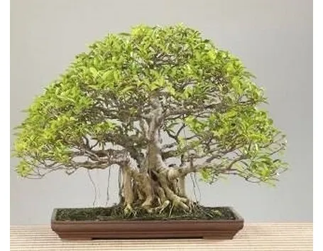 ficus_retusa
