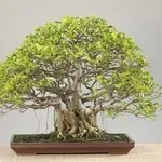 ficus_retusa