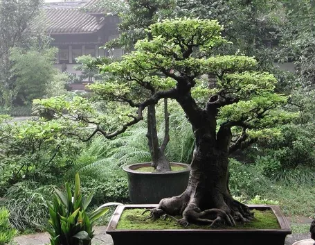 splendido bonsai