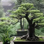 splendido bonsai