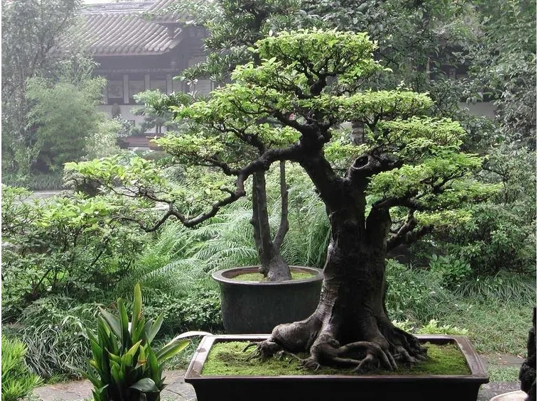 splendido bonsai
