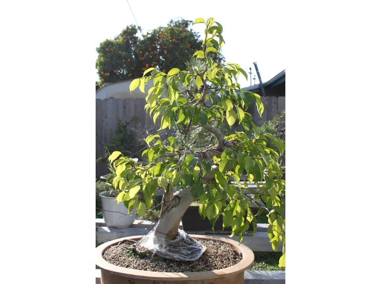bonsai ficus