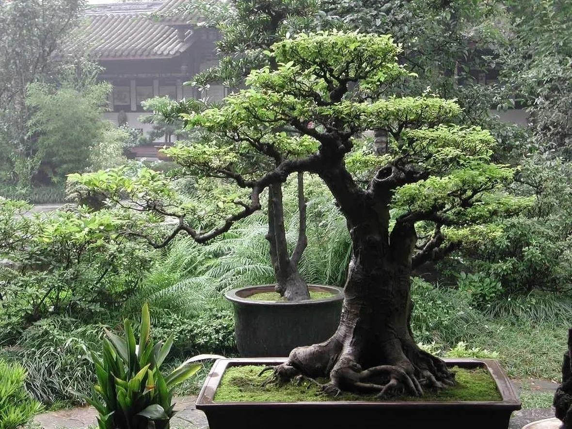 splendido bonsai