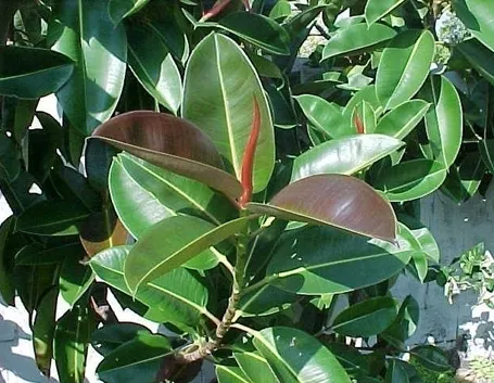 ficus robusta