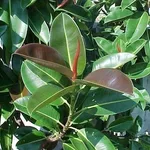ficus robusta