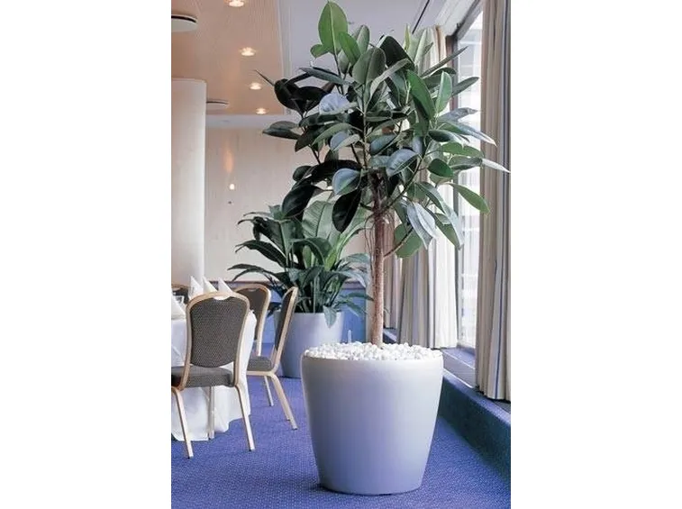 arredare con ficus