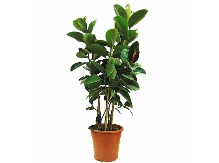ficus