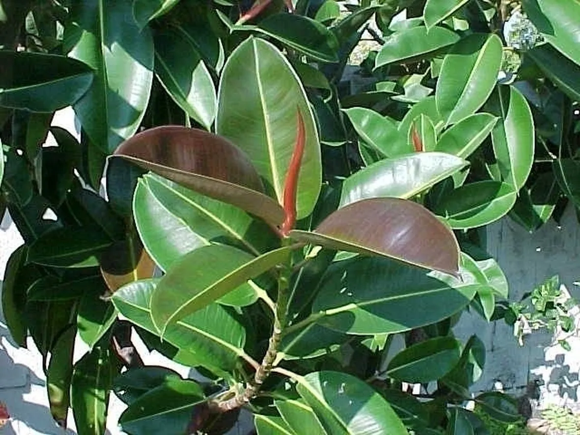 ficus robusta