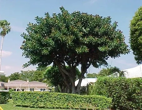 ficus rubiginosa
