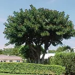 ficus rubiginosa