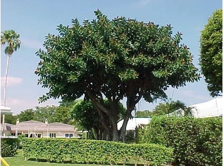 ficus rubiginosa
