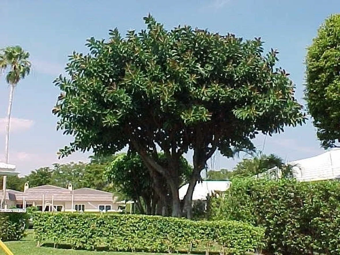 ficus rubiginosa