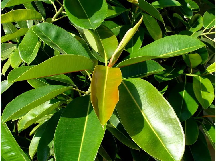 Ficus elastica