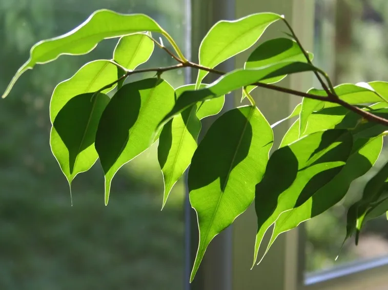 Ficus in casa