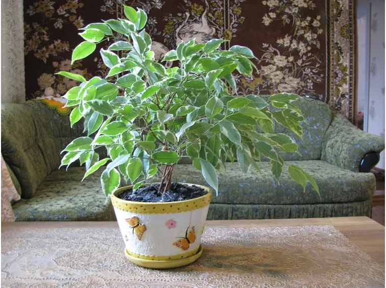 Piccolo ficus ornamentale