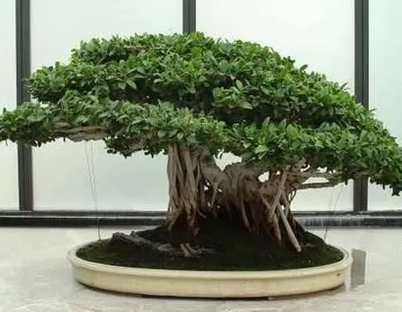 ginsengficusbonsai1_zps9f72cf87