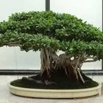 ginsengficusbonsai1_zps9f72cf87