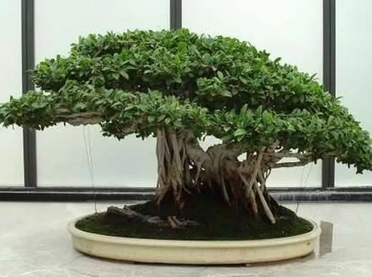 ginsengficusbonsai1_zps9f72cf87