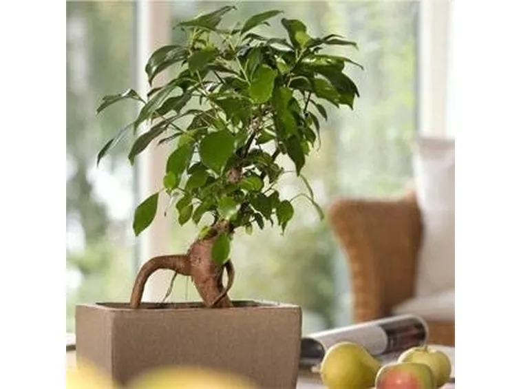 ficusginsengbonsai2_zps91a86d1b