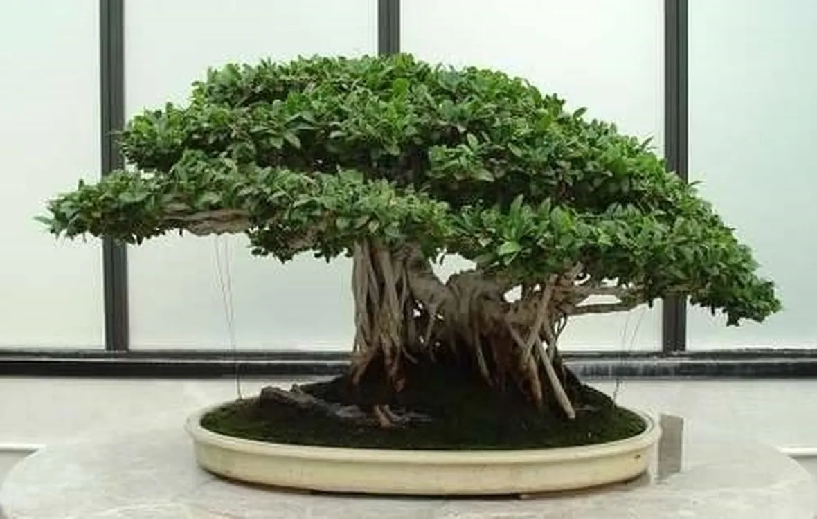 ginsengficusbonsai1_zps9f72cf87