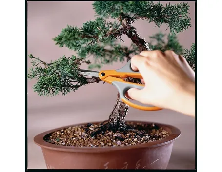 Potatura di un bonsai