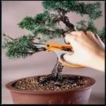 Potatura di un bonsai