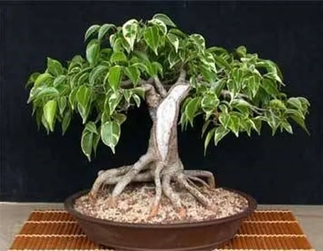 ficus bonsai