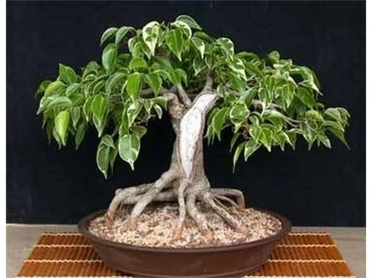 ficus bonsai