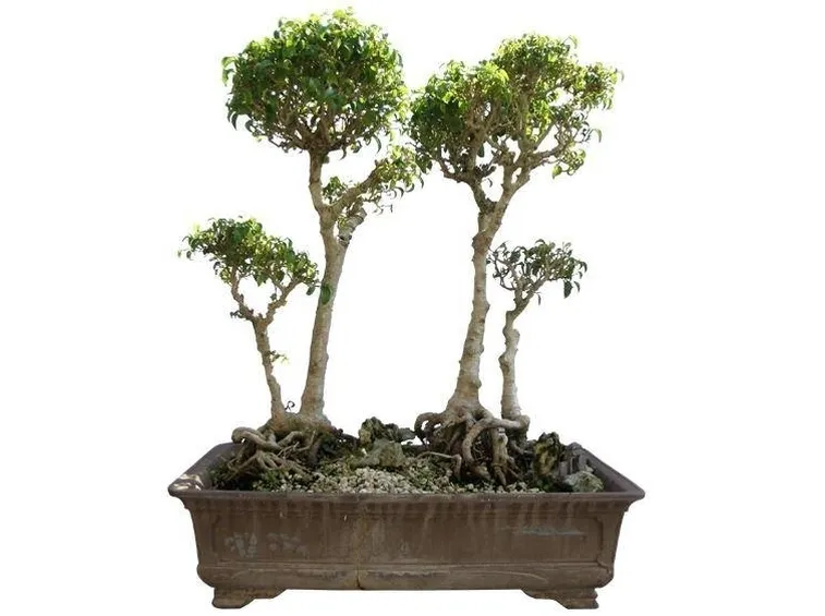 composizione bonsai