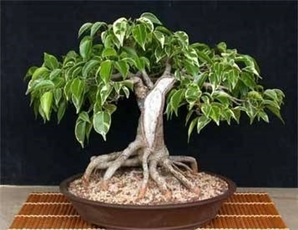 ficus bonsai