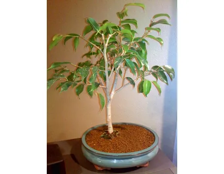 Potatura Ficus Benjamin
