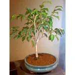 Potatura Ficus Benjamin