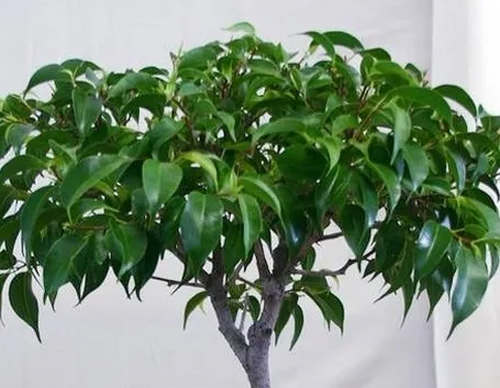 ficus benjamin