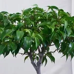 ficus benjamin
