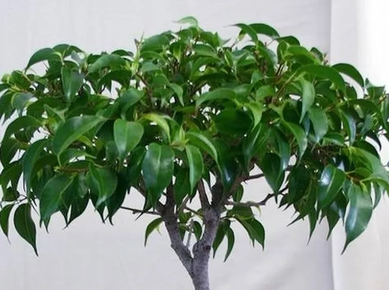 ficus benjamin