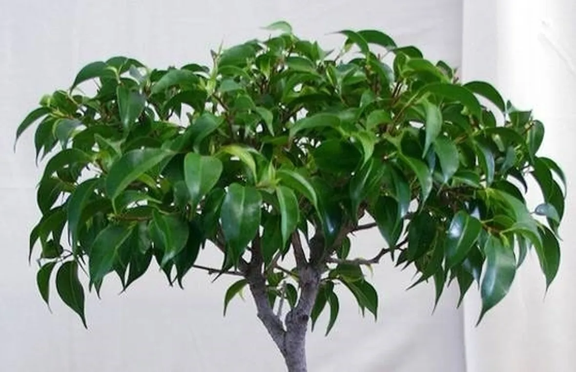 ficus benjamin
