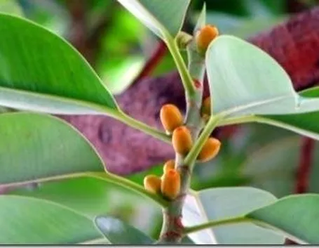 ficus elastica per talea